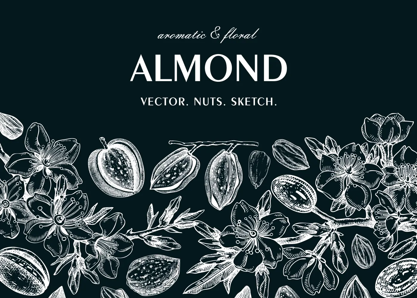 Almond banner design. Spring background. Blooming  branches, nuts, flower sketches in color. Healthy food hand-drawn illustration of almond nuts. NOT AI generated Illustration